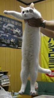 Original Longcat meme photo